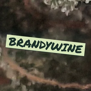 Brandywine Cannabis Strain