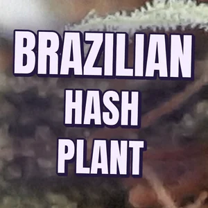 Brazilian Hash Plant Cannabis Strain