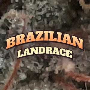 Brazilian Landrace Cannabis Strain