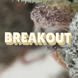 Breakout Cannabis Strain