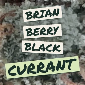 Brian Berry Black Currant Cannabis Strain