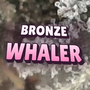 Bronze Whaler Cannabis Strain