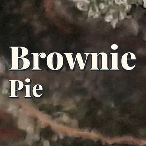 Brownie Pie Cannabis Strain