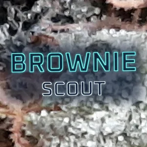 Brownie Scout Cannabis Strain