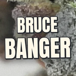 Bruce Banger Cannabis Strain