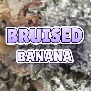 Bruised Banana Cannabis Strain