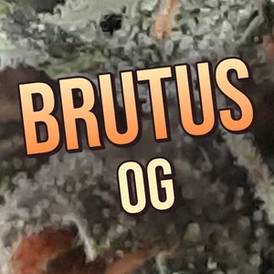 Brutus OG Cannabis Strain