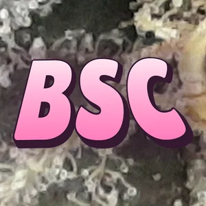 BSC Cannabis Strain