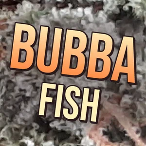 Bubba Fish Cannabis Strain