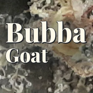 Bubba Goat Cannabis Strain
