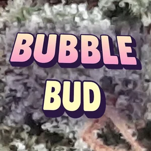 Bubble Bud Cannabis Strain