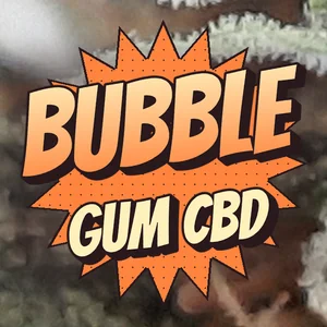 Bubble Gum CBD Cannabis Strain