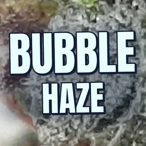 Bubble Haze Cannabis Strain
