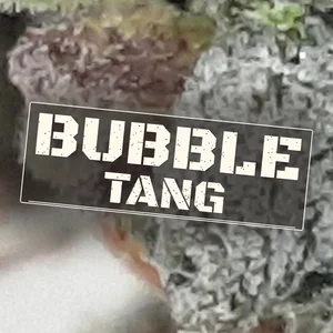 Bubble Tang Cannabis Strain