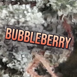 Bubbleberry Cannabis Strain