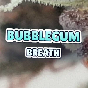 Bubblegum Breath Cannabis Strain