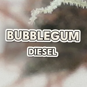 Bubblegum Diesel Cannabis Strain