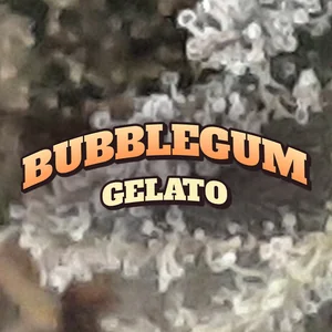 Bubblegum Gelato Cannabis Strain