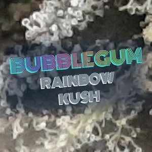 Bubblegum Rainbow Kush Cannabis Strain