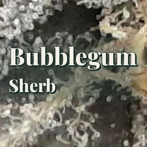 Bubblegum Sherb Cannabis Strain