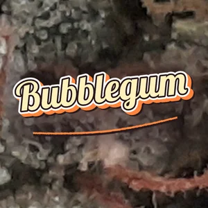 Bubblegum Cannabis Strain