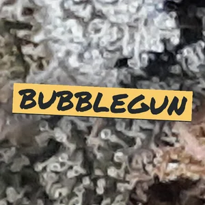 Bubblegun Cannabis Strain
