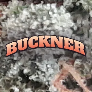 Buckner Cannabis Strain