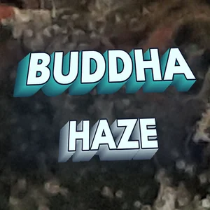 Buddha Haze Cannabis Strain