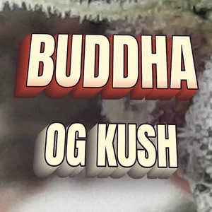 Buddha OG Kush Cannabis Strain