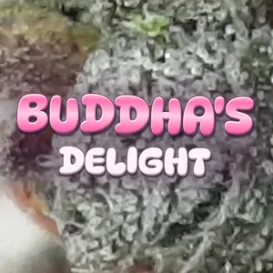 Buddha's Delight Cannabis Strain