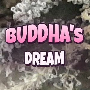 Buddha's Dream Cannabis Strain
