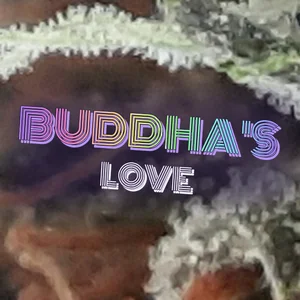 Buddha's Love Cannabis Strain