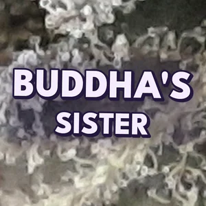 Buddha's Sister Cannabis Strain