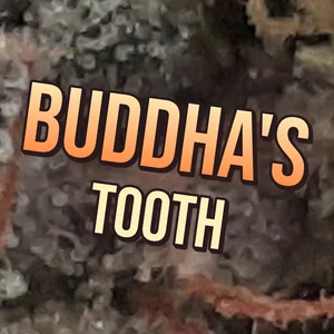 Buddha's Tooth Cannabis Strain