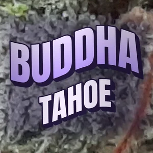 Buddha Tahoe Cannabis Strain