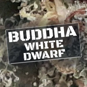 Buddha White Dwarf Cannabis Strain