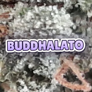 Buddhalato Cannabis Strain