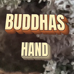 Buddhas Hand Cannabis Strain