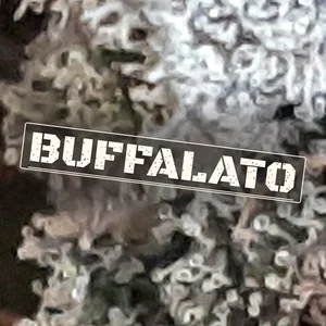Buffalato Cannabis Strain