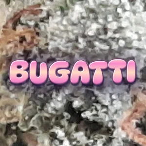 Bugatti Cannabis Strain