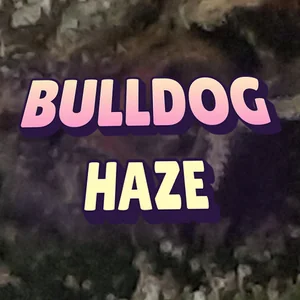Bulldog Haze Cannabis Strain