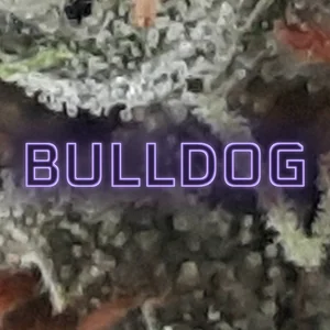 Bulldog Cannabis Strain