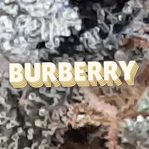Burberry Cannabis Strain