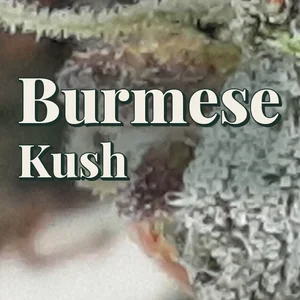 Burmese Kush Cannabis Strain
