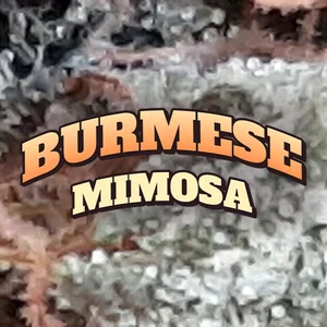 Burmese Mimosa Cannabis Strain