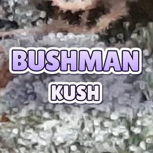 Bushman Kush Cannabis Strain