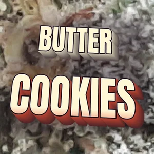 Butter Cookies Cannabis Strain