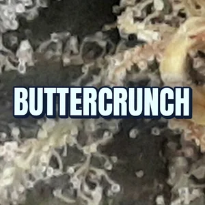 Buttercrunch Cannabis Strain