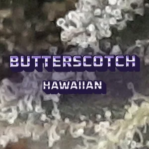 Butterscotch Hawaiian Cannabis Strain
