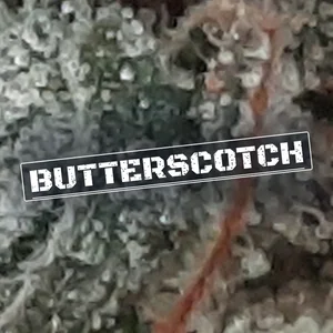 Butterscotch Cannabis Strain